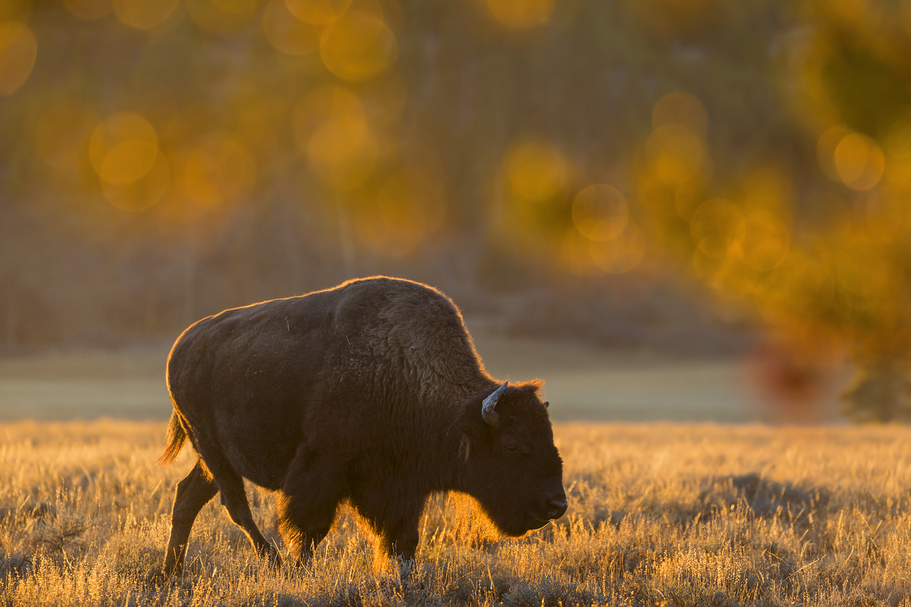 TAMRON | SP 150-600mm F/5-6.3 VC USD (модель A011)